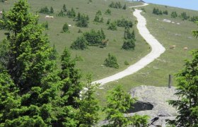 Hochwechselstraße hinauf zum Hochwechsel Gipfel, Joglland-Waldheimat in der Oststeiermark, © Oststeiermark Tourismus