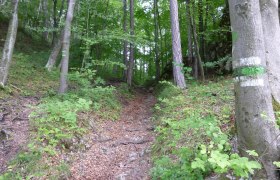 Anstieg vom Eichgraben zur Golfstraße, © Wienerwald