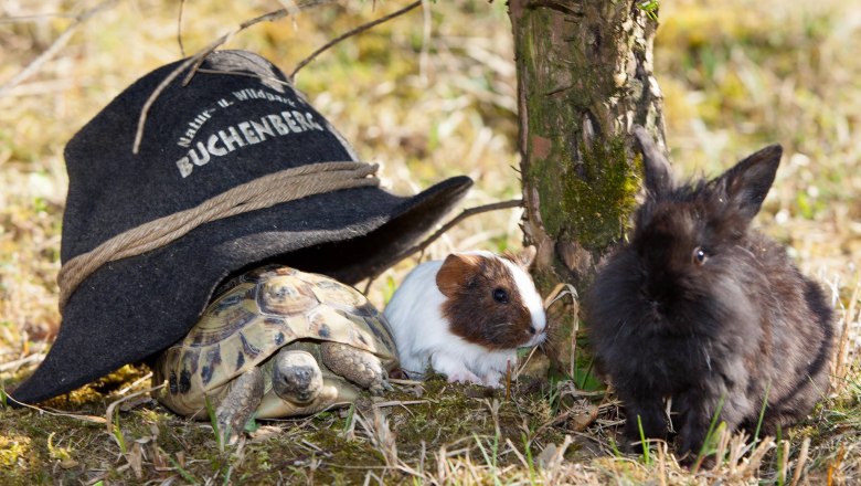 Small animals at Buchenberg, © Andreas Plachy