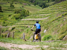 Mountainbiker in den Weinbergen, © Donau NÖ Tourismus/Barbara Elser