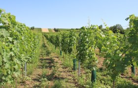 Durch Weingärten wandern, © Vino Versum Poysdorf