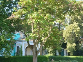 Blauglockenbaum, © Donau Niederösterreich - Kamptal-Wagram-Tullner Donauraum