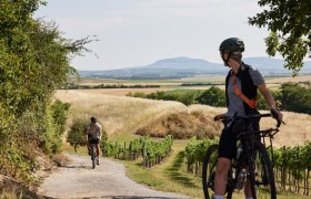 Graveltour Wein findet Stadt, © © Niederösterreich Werbung/ Stefan Mayerhofer