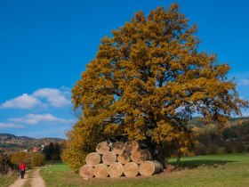 Stichweg nach Dietsam, © Gottfried Grossinger