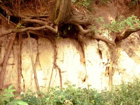 Lösswand im Wagram, © Donau Niederösterreich - Kamptal-Wagram-Tullner Donauraum