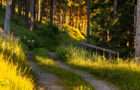 Wandern am Alpannonia Weitwanderweg, © Wiener Alpen in Niederösterreich - Alpannonia