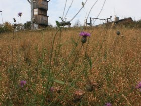 Buchbergwarte, © Wienerwald