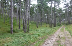 Forststrasse nach Kleinfeld, © Wienerwald