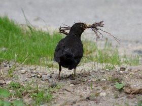 Amsel, © Wienerwald Tourismus GmbH / G.Waiss