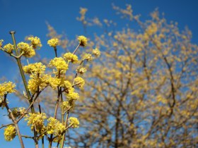 Besonders zur Dirndlblüte im März ist die Wanderung empfehlenswert, © Mostviertel