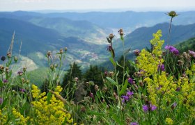 Aussicht Panoramawiese, © Schöbinger Trauner