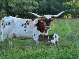 Texas Longhorn Rind, © Micha Hamersky